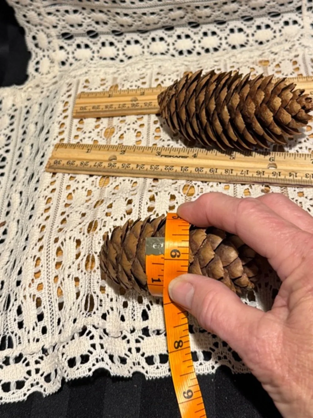 Vintage Barrel Shaped Glass Jar with Real Pine Cones